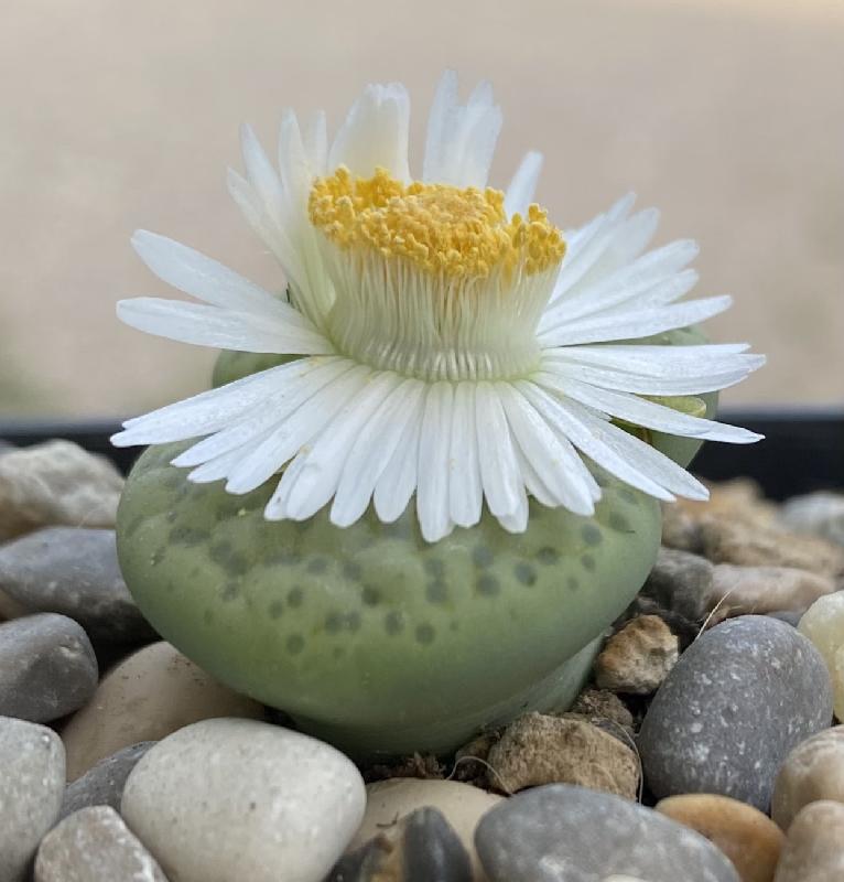 Lithops Fulviceps Aurea .jpeg